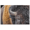 American Bison Closeup - 5 sizes available - Yellowstone Style