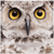 Spotted Eagle Owl Portrait - 4 sizes available