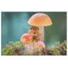 A Squirrel in the Mushrooms - 5 sizes available - Yellowstone Style
