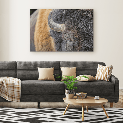 American Bison Closeup - 5 sizes available - Yellowstone Style