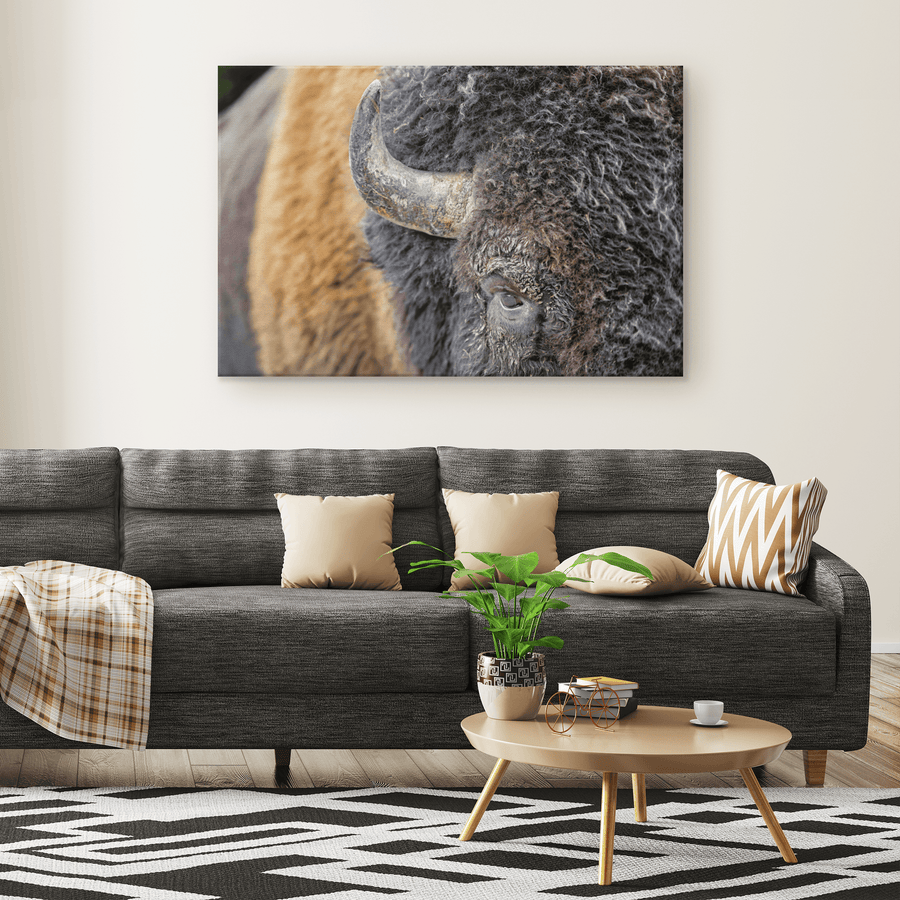 American Bison Closeup - 5 sizes available