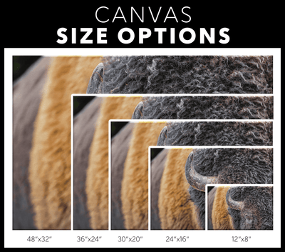 American Bison Closeup - 5 sizes available - Yellowstone Style