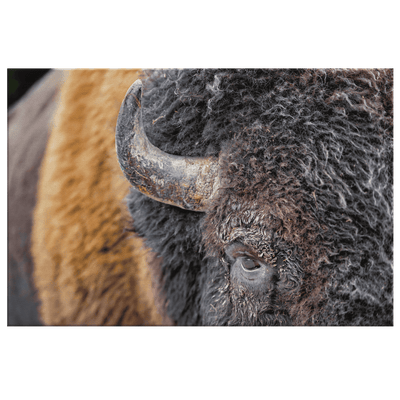 American Bison Closeup - 5 sizes available - Yellowstone Style