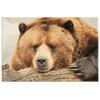 Brown Bear - Yellowstone Style