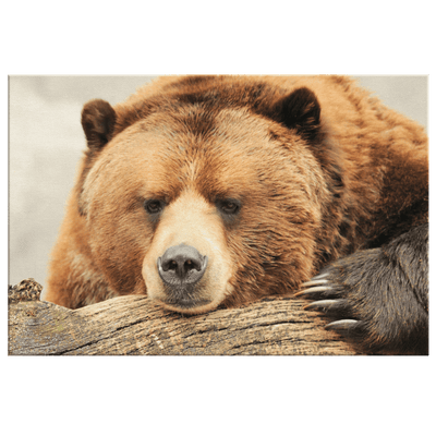 Brown Bear - Yellowstone Style