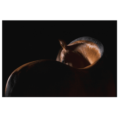 Elegant Equine - 5 sizes available - Yellowstone Style
