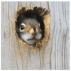 Peeping Squirrel - 4 sizes available - Yellowstone Style