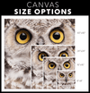 Spotted Eagle Owl Portrait - 4 sizes available - Yellowstone Style