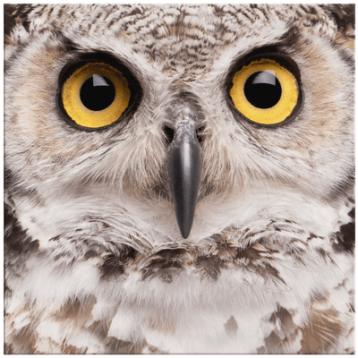 Spotted Eagle Owl Portrait - 4 sizes available - Yellowstone Style
