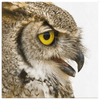 Spotted Eagle Owl Profile Right - 4 sizes available - Yellowstone Style