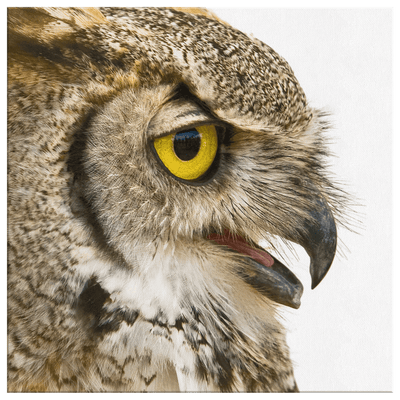 Spotted Eagle Owl Profile Right - 4 sizes available - Yellowstone Style