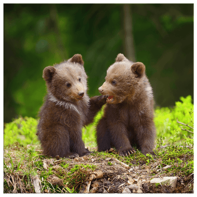 Two Little Bears Chatting - 4 sizes available - Yellowstone Style