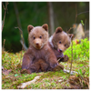 Two Little Bears Snacking - 4 sizes available - Yellowstone Style