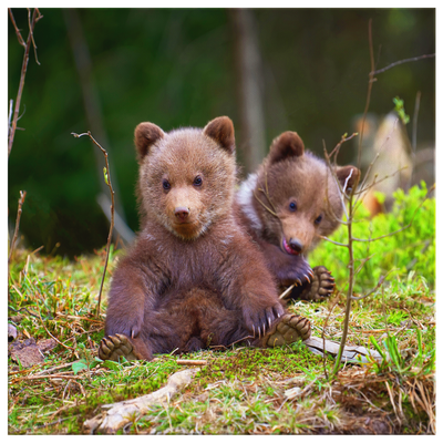 Two Little Bears Snacking - 4 sizes available - Yellowstone Style