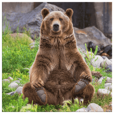 Yoga Bear - 4 sizes available - Yellowstone Style