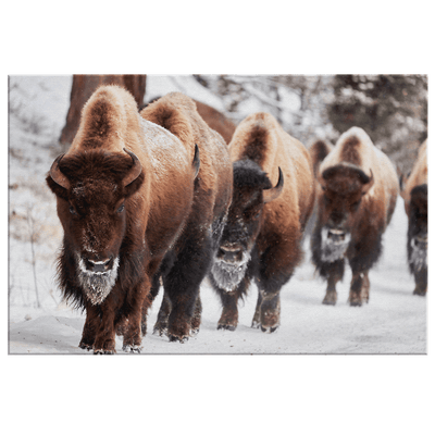 Whitebeards Marching in Snow - 5 sizes available - Yellowstone Style